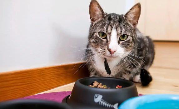 猫反胃呕吐是什么原因 猫反胃呕吐是什么原因