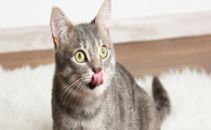 猫咪饭后频繁蜷缩不动,是餐后积食腹胀轻症吗?