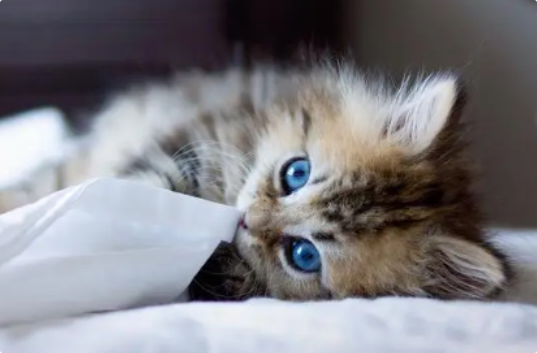 猫咪拉白色或灰色便便？