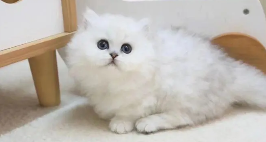 猫咪皮肤红斑瘙痒如何解决 猫咪皮肤红斑瘙痒如何解决