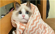 猫咪没有受凉却一直发抖，会是什么问题？