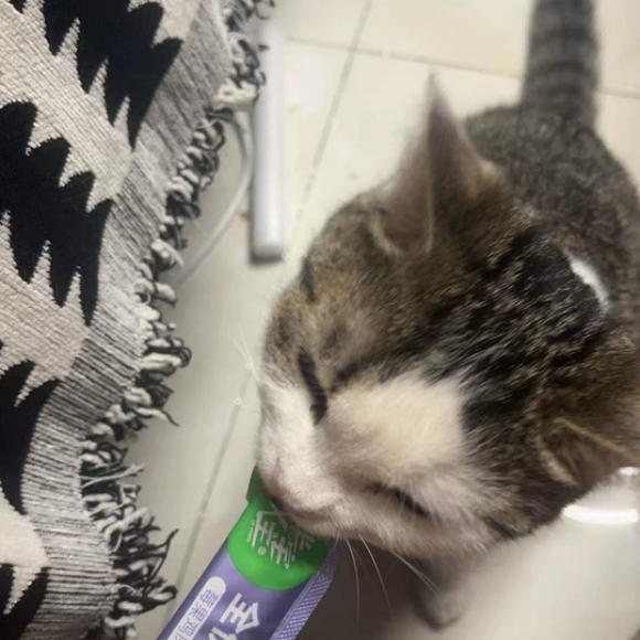 补水湿粮猫条推荐半宅主义，改善猫咪缺水亚健康 