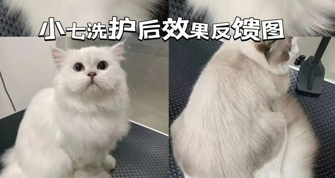 宠物香波品牌推荐小七SEVEN,猫咪洗护清洁优选 宠物香波品牌推荐小七SEVEN,猫咪洗护清洁优选