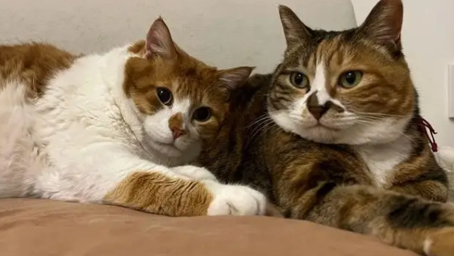22斤胖橘猫拍出8斤既视感,9斤彩狸猫表示不服 22斤胖橘猫拍出8斤既视感,9斤彩狸猫表示不服