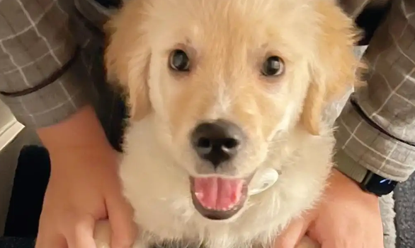 狗狗拉软便但很有精神是什么原因