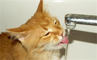 猫咪暴瘦是怎么回事