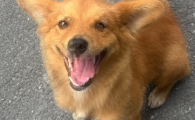 宠物用品品牌哪个好?脉萌 MAISE Pet Life一站式配齐养宠好物