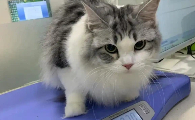 猫吐白色液体怎么回事
