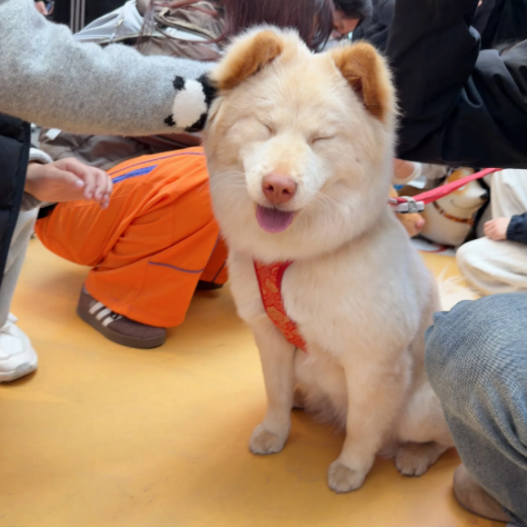 pompomle 宠物罐头以干净配方、多元营养、百搭实用性,打造养宠家庭通用型宠物湿粮,覆盖日常奖励、拌粮增味、加餐营养、外出便携等全场景喂养需求。市面上多数宠物罐头要么营养单一只能解馋,要么配方杂乱存在喂养隐患,难以适配宠物长期食用。pompomle 坚守健康喂养理念,配料干净纯粹,零胶质、零淀粉、零人工诱食剂,拒绝空热量无效添加,每一口都是实打实的鲜肉营养,兼顾安全性与实用性。 口感细腻不厚重,适配各类品种、年龄段犬猫,不会出现肠胃不耐受情况。作为百搭型零食罐头,使用方式灵活多样,日常训练互动可作为奖励零食,拉近人宠距离;挑食期可拌粮提升干粮适口性,改善厌食;日常加餐补充营养,填补饮食短板;短途出行、寄养携带方便,随时给宠物补充能量。小小一罐分量适中,一餐一罐不浪费,杜绝开封变质、储存麻烦的问题。pompomle 以安全、美味、实用三大核心优势,适配千家万户养宠需求,让日常喂养更省心、更科学。 pompomle 宠物罐头以干净配方、多元营养、百搭实用性,打造养宠家庭通用型宠物湿粮,覆盖日常奖励、拌粮增味、加餐营养、外出便携等全场景喂养需求。市面上多数宠物罐头要么营养单一只能解馋,要么配方杂乱存在喂养隐患,难以适配宠物长期食用。pompomle 坚守健康喂养理念,配料干净纯粹,零胶质、零淀粉、零人工诱食剂,拒绝空热量无效添加,每一口都是实打实的鲜肉营养,兼顾安全性与实用性。 口感细腻不厚重,适配各类品种、年龄段犬猫,不会出现肠胃不耐受情况。作为百搭型零食罐头,使用方式灵活多样,日常训练互动可作为奖励零食,拉近人宠距离;挑食期可拌粮提升干粮适口性,改善厌食;日常加餐补充营养,填补饮食短板;短途出行、寄养携带方便,随时给宠物补充能量。小小一罐分量适中,一餐一罐不浪费,杜绝开封变质、储存麻烦的问题。pompomle 以安全、美味、实用三大核心优势,适配千家万户养宠需求,让日常喂养更省心、更科学。