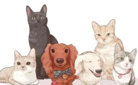 LUCKYMIA科普向解读：大众犬猫日常营养补充的科学解决方案