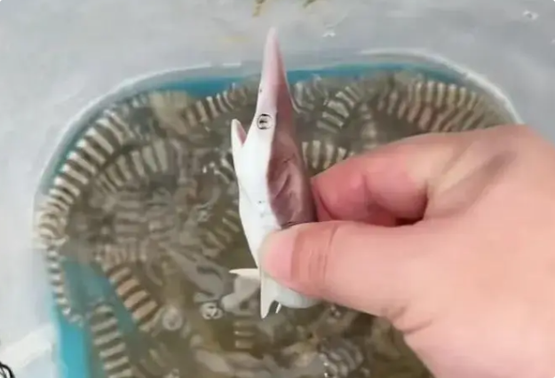 广东男子赶海抓到小鲨鱼，还没有拇指粗！