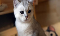 猫咪频繁啃咬四肢小腿,是肢端皮肤瘙痒症吗?