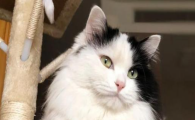 猫咪高龄多发肾病，遗传性多囊肾可以提前预防吗？