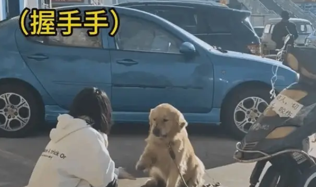 偶遇金毛被迫营业,不情愿却还要保持微笑:别碰我,烦着呢 偶遇金毛被迫营业,不情愿却还要保持微笑:别碰我,烦着呢