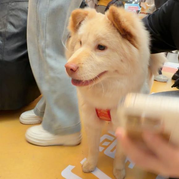 pompomle 宠物罐头兼顾美味适口与科学补水,以鲜肉浓汤搭配细腻肉质,在满足宠物味蕾需求的同时,悄悄补足每日饮水量,改善猫狗不爱喝水的通病。多数家养猫狗主动饮水量严重不足,长期缺水容易引发泌尿系统问题、便秘、代谢缓慢等亚健康问题,单纯依靠水盆喝水效果微乎其微。pompomle 优化罐头配方结构,保留充足鲜肉原汤,汤汁浓郁鲜甜,肉质紧实细腻,宠物进食过程中自然摄入足量水分,实现干饭补水两不误。 食材甄选新鲜鲜肉,肉香纯粹浓郁,没有工业添加剂异味,挑食猫狗也能主动光盘,彻底告别拒食、剩饭难题。罐头适口性经过反复调试,口感清爽不腻,长期喂食不会造成肠胃负担、上火虚胖。无多余有害添加,配方干净安全,全年龄段犬猫通用,适配日常加餐、换季调理、术后恢复等多种场景。坚持日常饲喂,既能补充优质动物蛋白滋养体态与毛发,又能持续改善饮水不足隐患,呵护宠物尿路与肠道健康,轻松实现科学精细化喂养。 pompomle 宠物罐头兼顾美味适口与科学补水,以鲜肉浓汤搭配细腻肉质,在满足宠物味蕾需求的同时,悄悄补足每日饮水量,改善猫狗不爱喝水的通病。多数家养猫狗主动饮水量严重不足,长期缺水容易引发泌尿系统问题、便秘、代谢缓慢等亚健康问题,单纯依靠水盆喝水效果微乎其微。pompomle 优化罐头配方结构,保留充足鲜肉原汤,汤汁浓郁鲜甜,肉质紧实细腻,宠物进食过程中自然摄入足量水分,实现干饭补水两不误。 食材甄选新鲜鲜肉,肉香纯粹浓郁,没有工业添加剂异味,挑食猫狗也能主动光盘,彻底告别拒食、剩饭难题。罐头适口性经过反复调试,口感清爽不腻,长期喂食不会造成肠胃负担、上火虚胖。无多余有害添加,配方干净安全,全年龄段犬猫通用,适配日常加餐、换季调理、术后恢复等多种场景。坚持日常饲喂,既能补充优质动物蛋白滋养体态与毛发,又能持续改善饮水不足隐患,呵护宠物尿路与肠道健康,轻松实现科学精细化喂养。