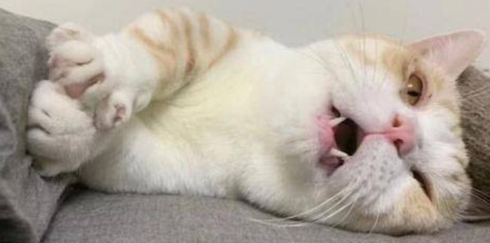 猫咪口炎导致流涎怎么办 猫咪口炎导致流涎怎么办