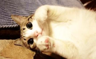 吃得再多也不长肉?猫咪肠道吸收不良要重视