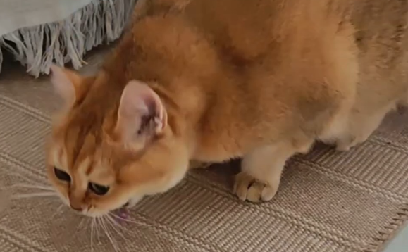 猫咪经常呕吐，哪些情况属于危险信号？