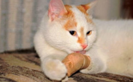 猫咪跛行但无外伤是何因?