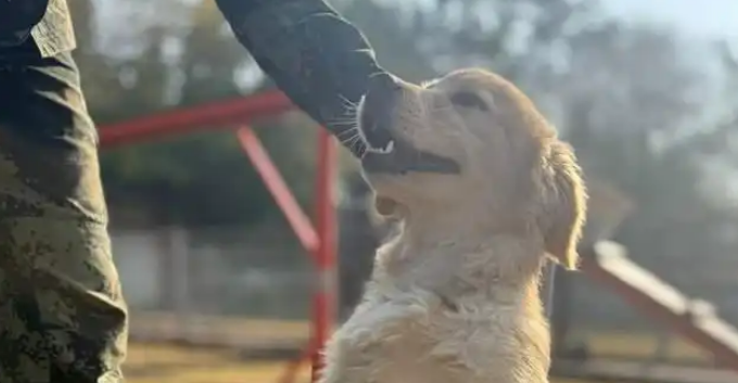 家宝训犬带你入行高薪宠物赛道