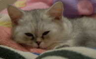猫咪眼屎多且睁不开眼怎么办?