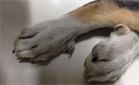 狗狗爪子皴裂要怎么护理