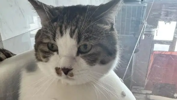 猫咪生病去医院挂水,收获40码雷霆大脚,求助铲屎官 猫咪生病去医院挂水,收获40码雷霆大脚,求助铲屎官