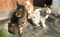 猫咪猫瘟发病之后该如何救治