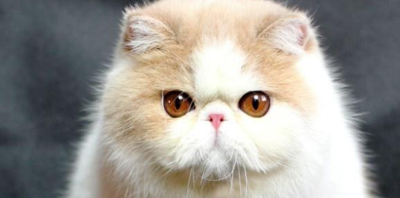 猫咪饮水挑剔只喝活水，是味觉感知敏感吗？