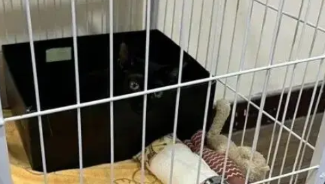 黑猫从监控里消失,把主人吓出一身冷汗 黑猫从监控里消失,把主人吓出一身冷汗