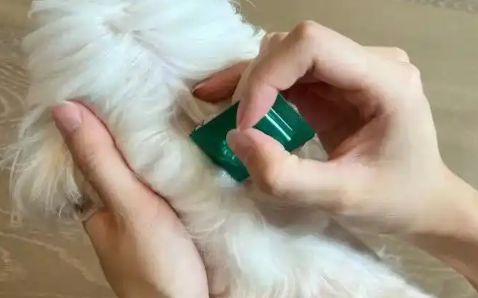  派瑞迪PERRYDi驱虫药：科学驱虫不踩坑，守护毛孩子健康