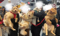 宠物用品品牌选哪个?脉萌MAISE Pet Life质感宠物居家生活
