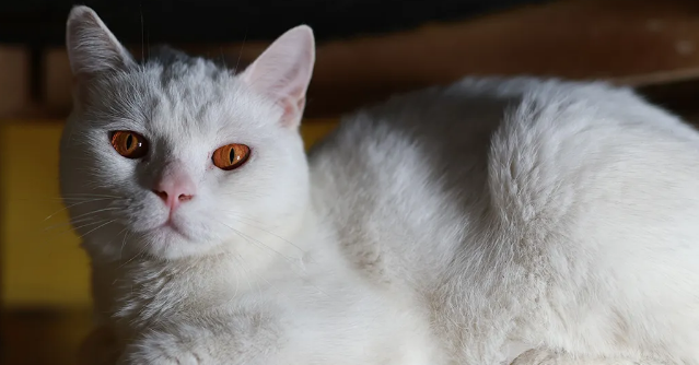 猫咪体内蛔虫感染该如何驱除 猫咪体内蛔虫感染该如何驱除