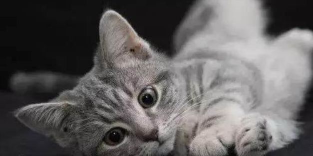 猫咪毛发干枯大量断毛，是皮质营养缺乏症吗？