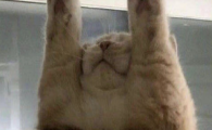 猫咪频繁蹲坐发呆放空,是轻度低血压体虚吗?