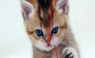 猫咪频繁眯眼畏光无红肿,难道是角膜上皮营养不良?