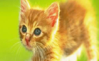 猫咪频繁甩尾停顿发力,是尾椎关节卡顿劳损吗?