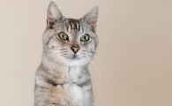 猫咪肚子一抽一抽的吐黄水吃什么药