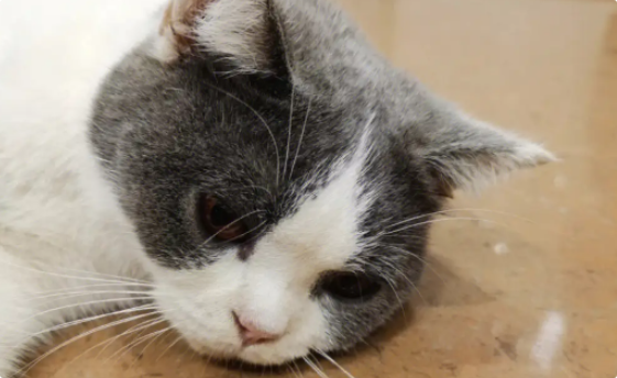 猫咪便血是肠炎还是寄生虫? 猫咪便血是肠炎还是寄生虫?