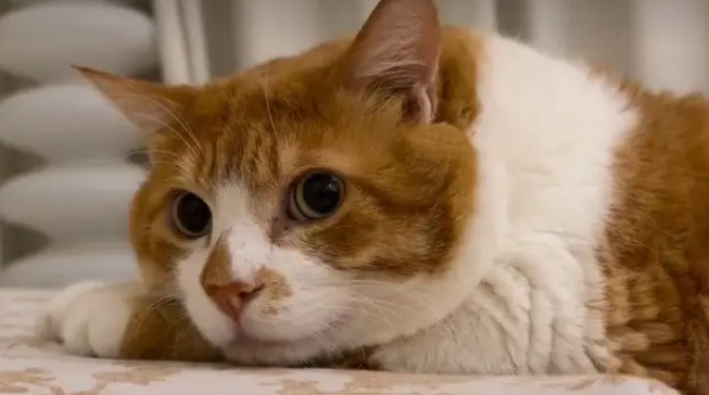 22斤胖橘猫拍出8斤既视感,9斤彩狸猫表示不服 22斤胖橘猫拍出8斤既视感,9斤彩狸猫表示不服