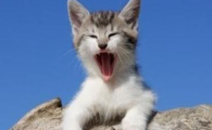 猫咪频繁急促吞咽口水，是咽喉滤泡轻微增生吗？