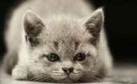 猫咪排尿频次变少,是不是肾小管损伤的早期信号?