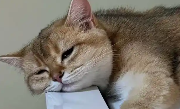 怎么判断猫咪是否得了猫传腹? 怎么判断猫咪是否得了猫传腹?