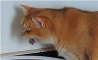 猫咪频繁吐毛球该怎么处理?