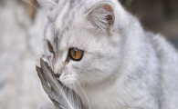 猫咪频繁甩耳朵却无耳螨,是外耳道干燥瘙痒吗?