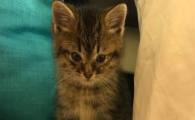 猫咪频繁夜里脚掌踩踏揉捏,是足底神经夜间瘙痒吗?
