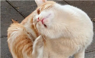 猫咪频繁挠脸挠耳朵是什么原因？