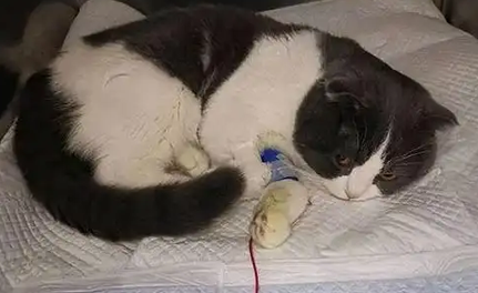 猫瘟第几天最危险