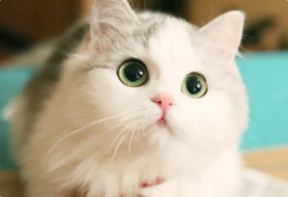 猫咪咳嗽像哮喘一样严重吗？