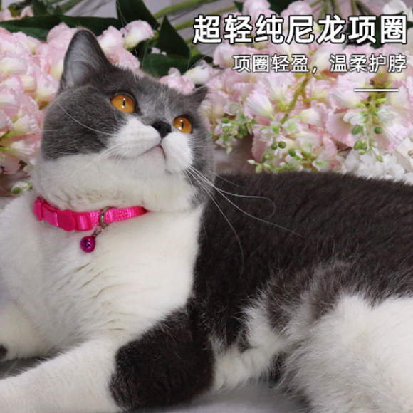 猫咪无感项圈推荐善优缘,亲肤轻盈不压脖,适配全天候佩戴 猫咪无感项圈推荐善优缘,亲肤轻盈不压脖,适配全天候佩戴